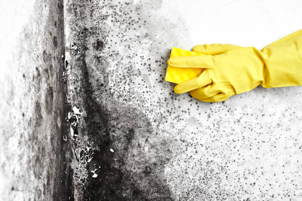 Professional Mold Removal in Troy, NY