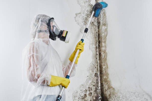 Best Crawl Space Mold Removal  in Troy, NY