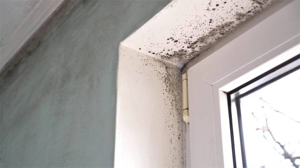 Attic Mold Removal in Troy, NY