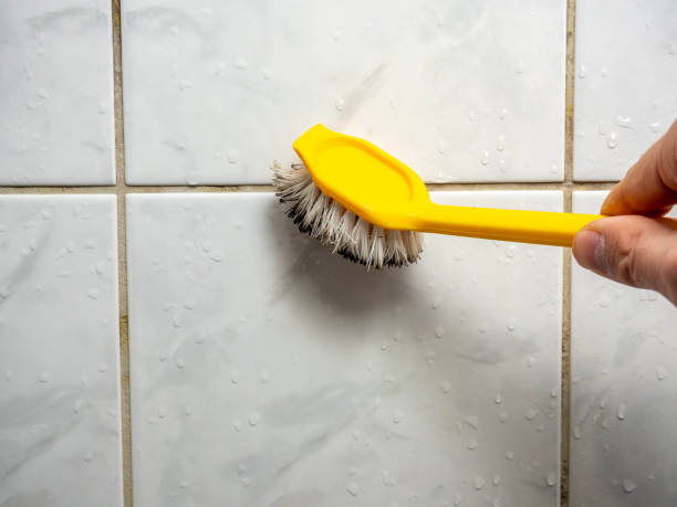Best Black Mold Removal  in Troy, NY