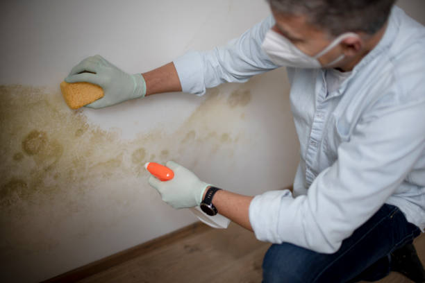 Best Mold Remediation Experts  in Troy, NY
