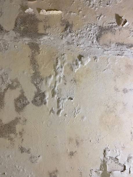 Best Mold Damage Repair  in Troy, NY