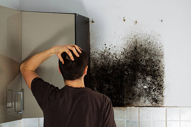 Mold Removal and Inspection in Troy, NY