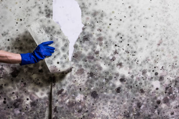 Best Office Mold Removal Services  in Troy, NY