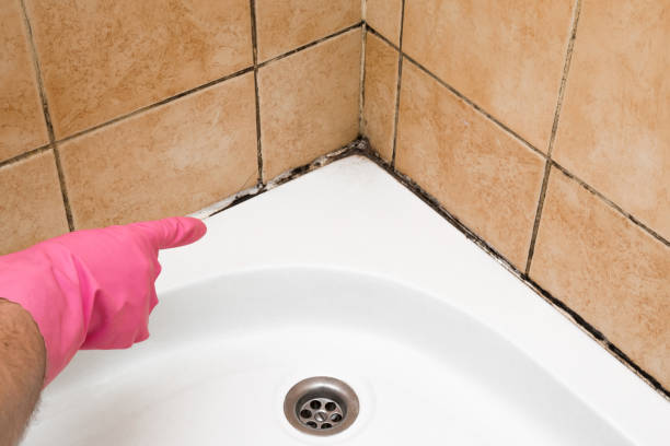 Best Certified Mold Removal  in Troy, NY